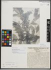 Foto von Salix neodaviesii Bornm. & Goerz